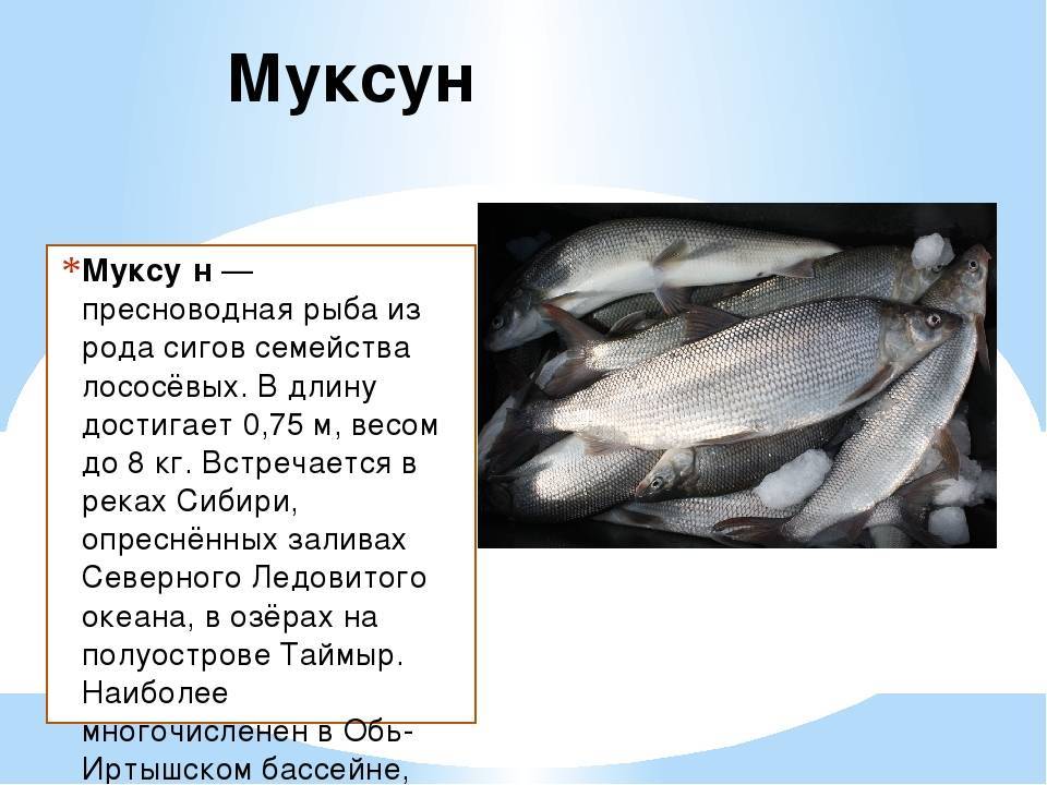 Рыба «Муксун» фото и описание