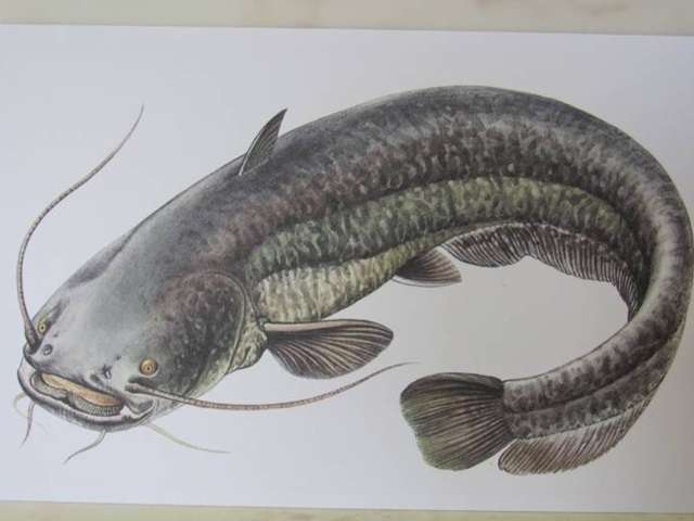 Рыба сом — фото и описание