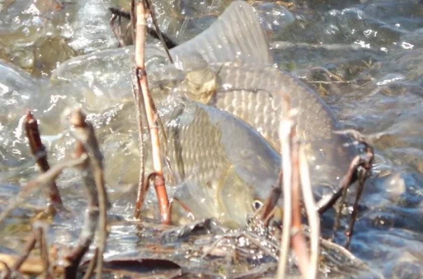 Плотва рыба: как выглядит, чем питается и где водится, когда нерест обыкновенной плотвы