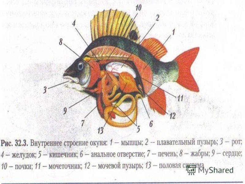 Семейство окуневых: список рыб, разновидности