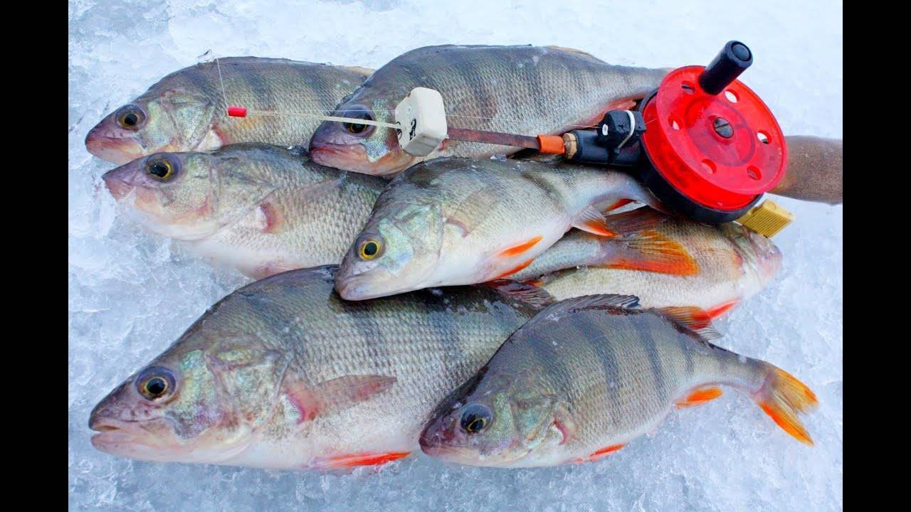 12 лучших мормышек на карася зимой и техника ловли рыбы со льда
12 лучших мормышек на карася зимой и техника ловли рыбы со льда