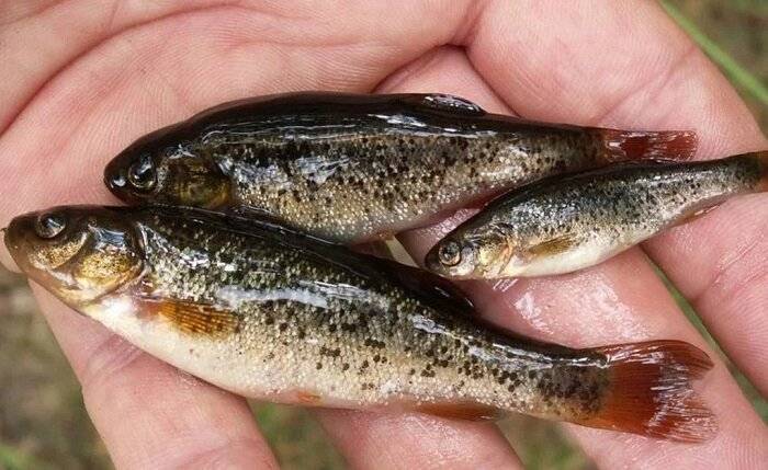 Рыба гольян обыкновенный: фото, описание, виды (речной, озерный)