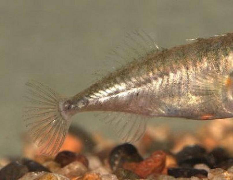 Трехиглая колюшка — интересные факты о рыбе