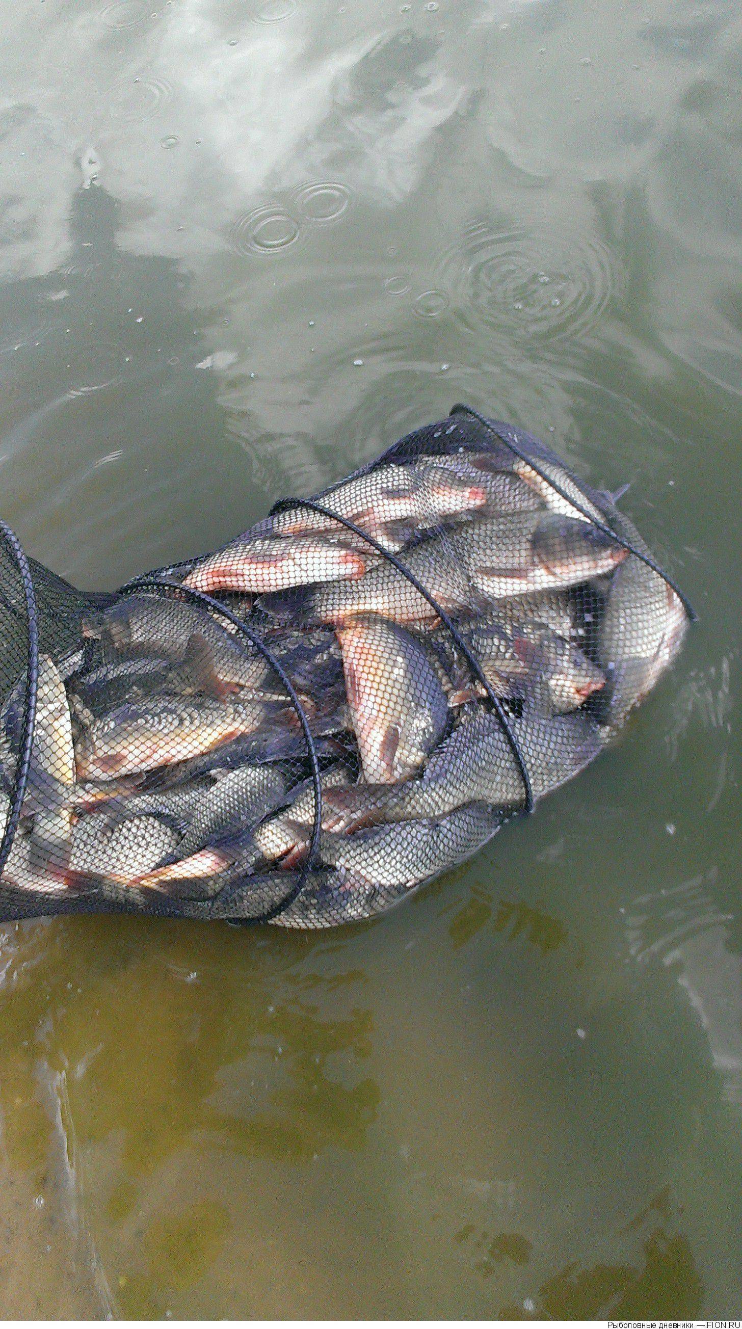 Рыбалка в клинском рыбхозе московской области, особенности: водоемы, отзывы рыбаков