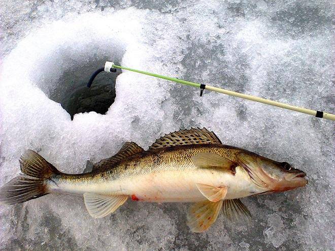 Зимняя рыбалка на судака и выбор подходящих снастей