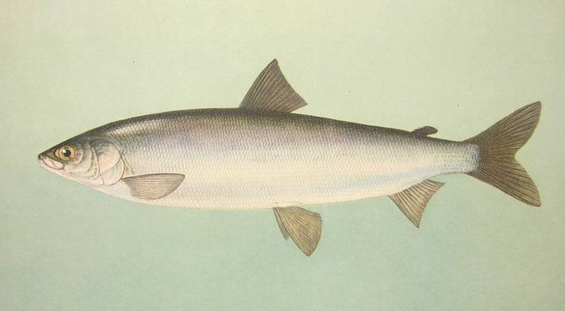 Арктический омуль: где обитает и как живёт эта рыба, различия между белым и байкальским подвидами семейства