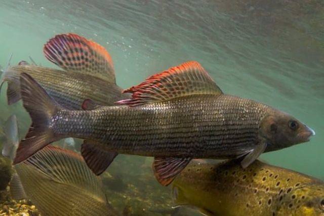 Необычные факты о рыбе хариус