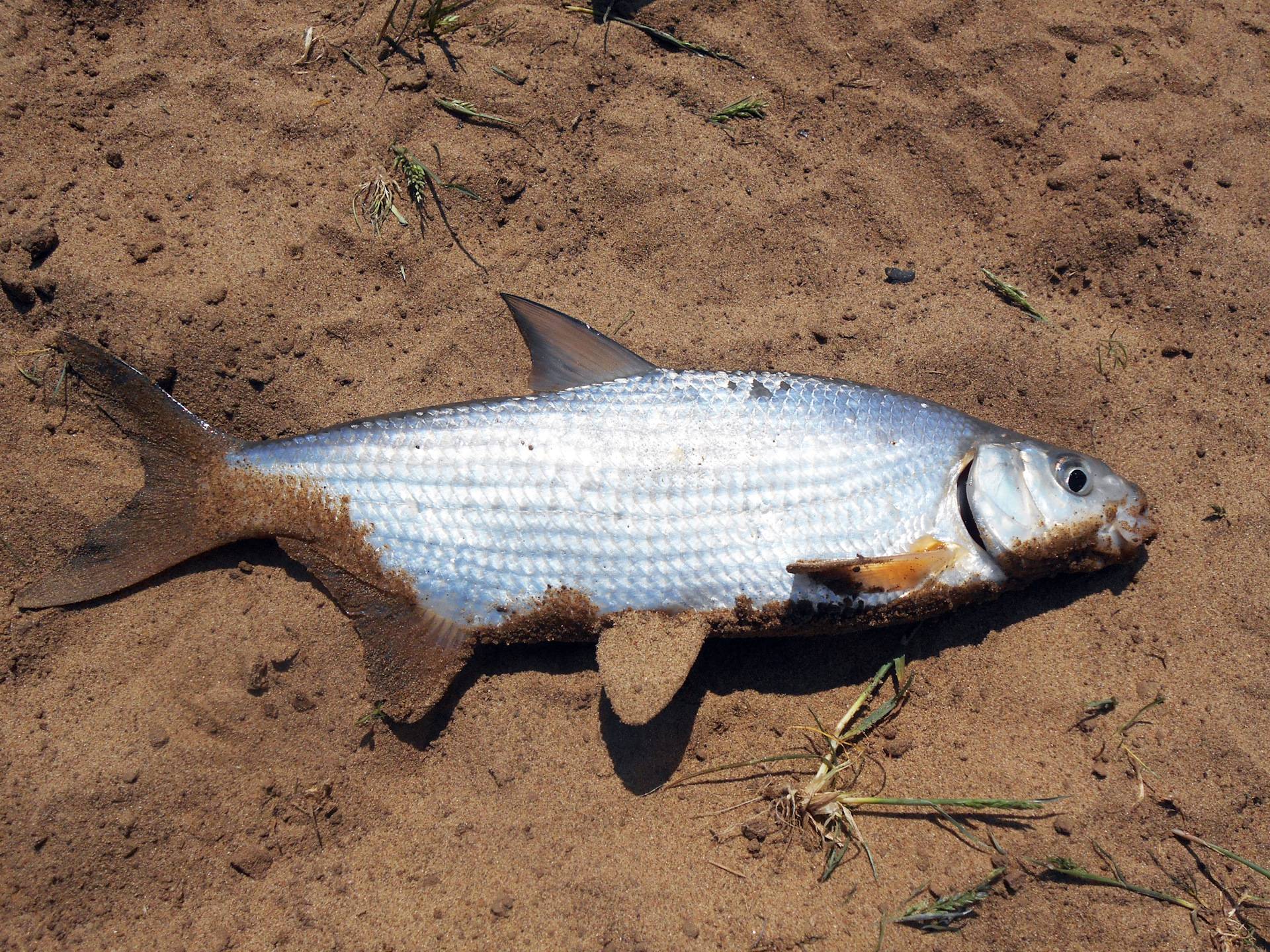 Рыба щука: характеристики, виды, особенности выращивания и ловли
