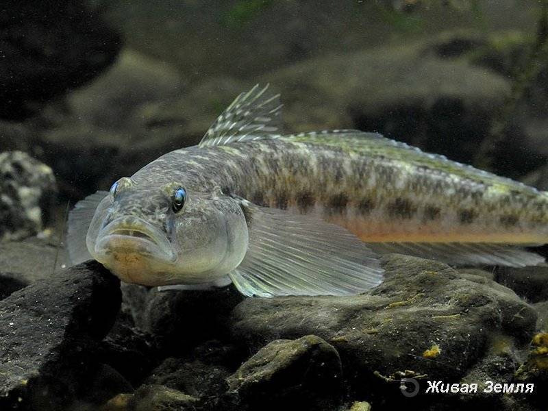 Рыба «Бычок-кругляк» фото и описание