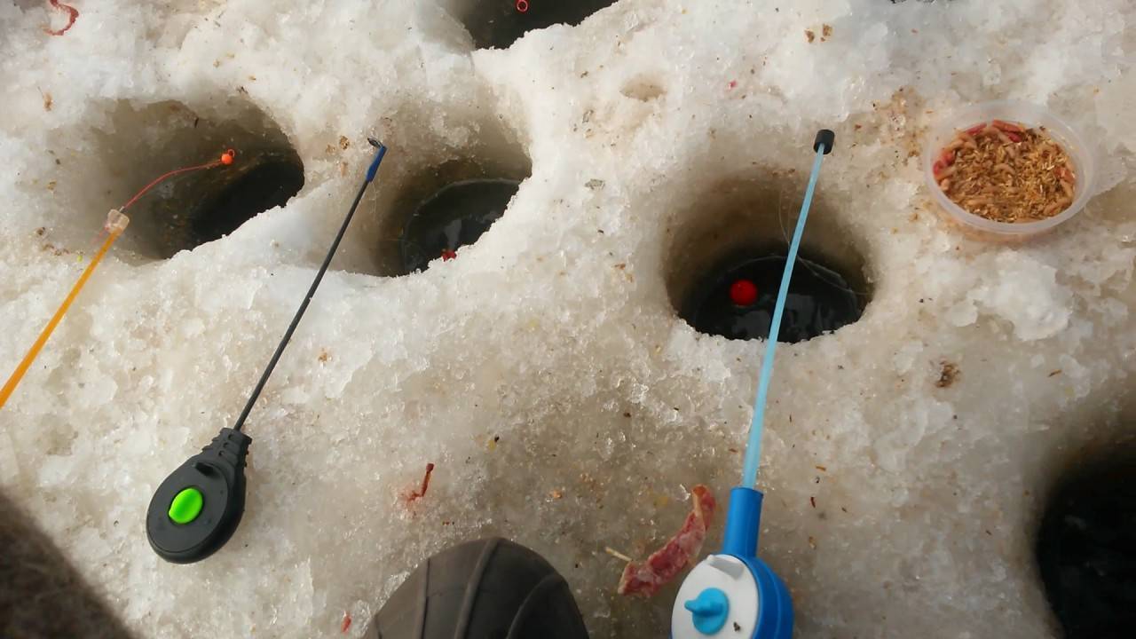 Как разводить опарыша для рыбалки в домашних условиях