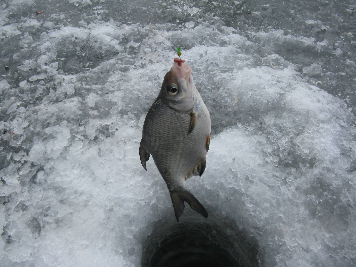 Что на что клюет в разное время года и почему рыба не ловится