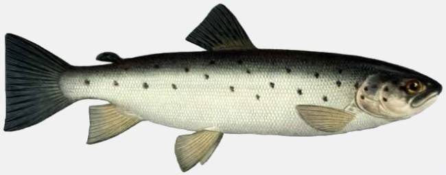 Красная рыба:  виды с названиями, описанием и фото