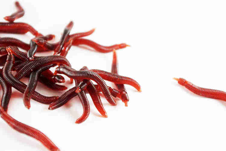 Выращивание червей для рыбалки в домашних условиях | блог анатолия кузнецова