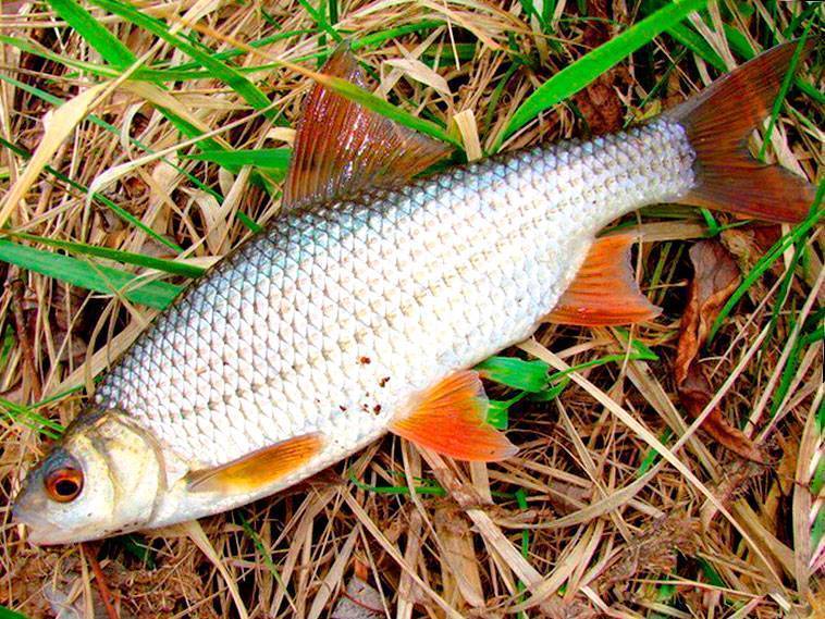 Плотва: описание рыбы, ареал обитания, ловля и выращивание