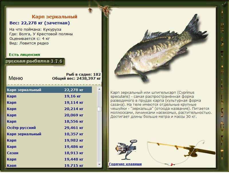 Рыба карп — калорийность, состав, рецепты