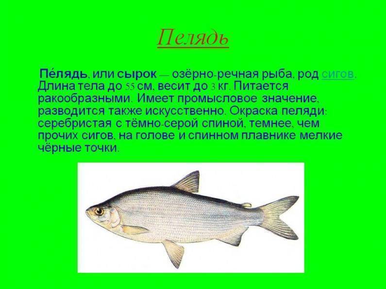 Форель-морская или речная рыба