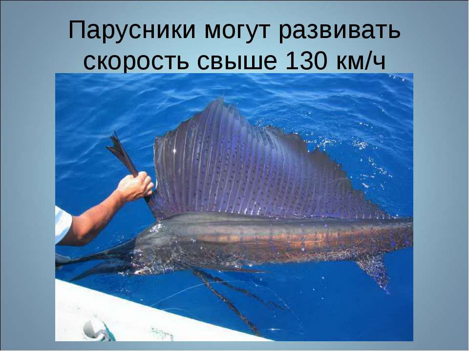 5 самых быстрых рыб в мире параметры и максимальная скорость.