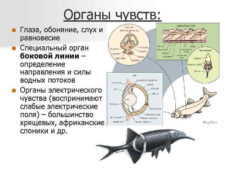Алексей соболев, органы чувств у рыб