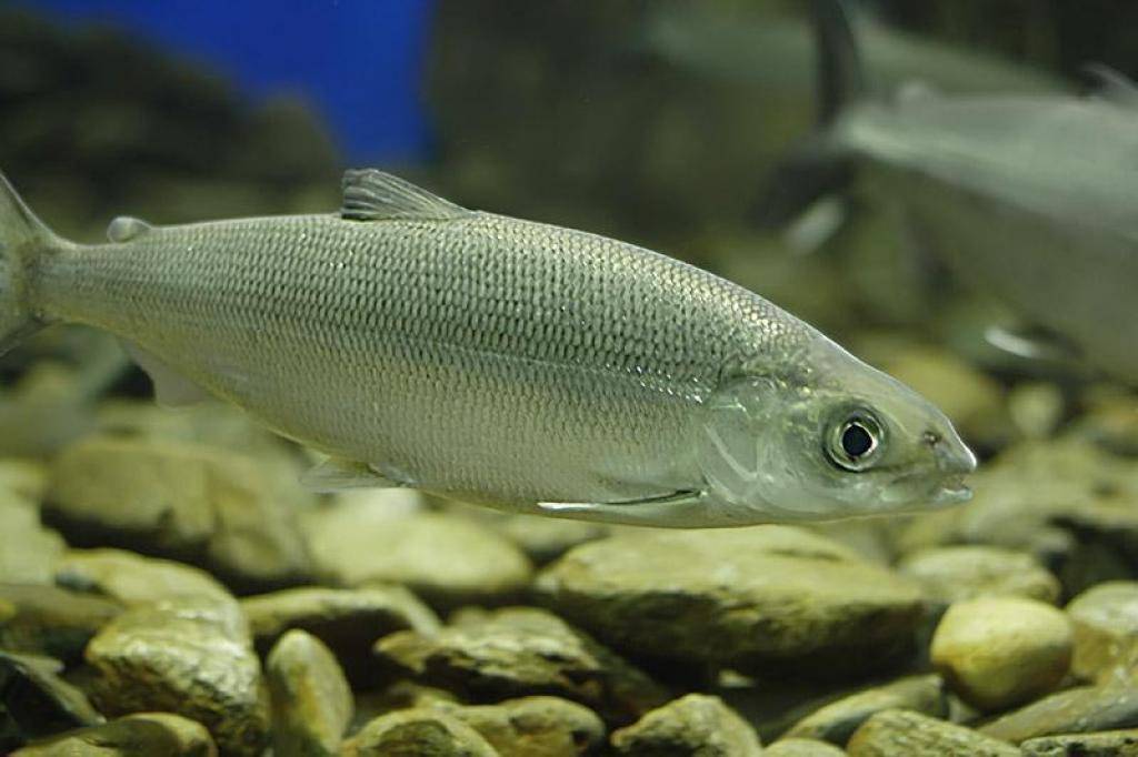 Рыбы байкала – фото и названия | рыбы, обитающие в озере байкал