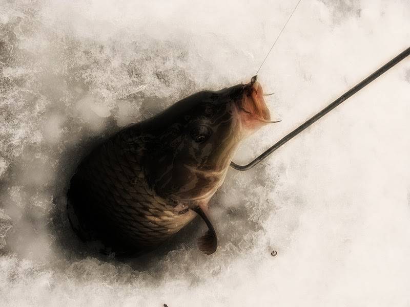 Какая рыба не клюет зимой в пруду. как заставить рыбу клевать