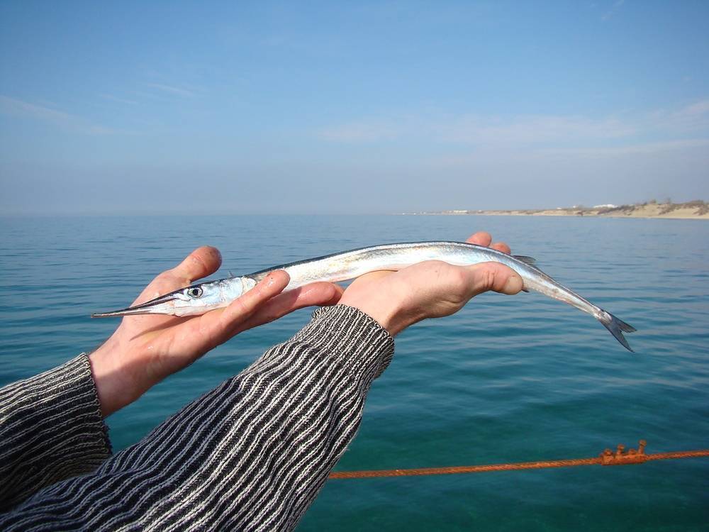 Море зовет: рыбалка в геленджике