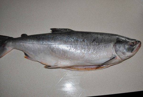 Как выглядит рыба кета и чем она отличается от горбуши?