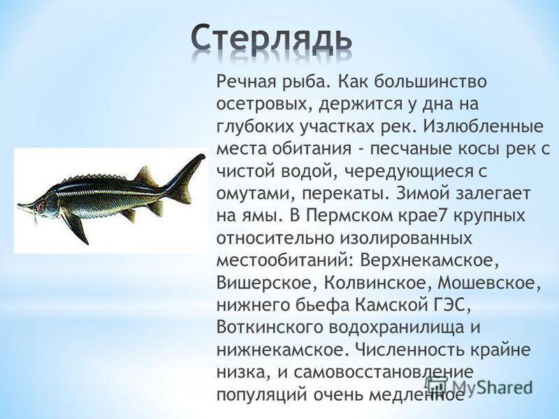 Самые большие речные рыбы в россии – список, размеры, фото и видео  - «как и почему»