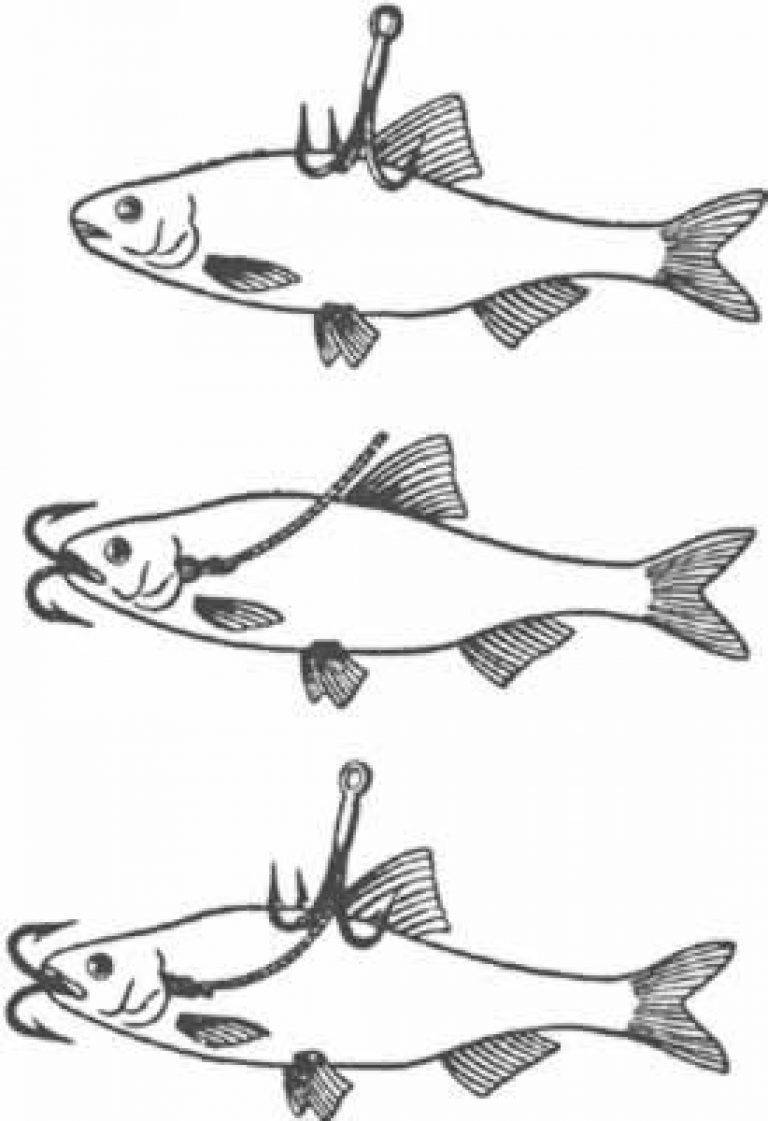 Как насадить живца на крючок при разных видах рыбной ловли? особенности выбора живца, его насадки и советы опытных рыболовов
