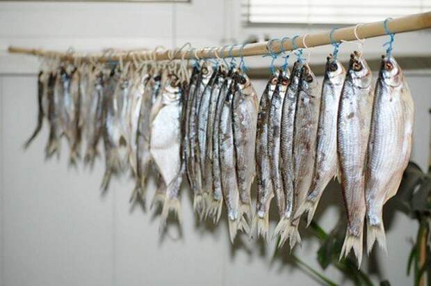 Как вялить рыбу в домашних условиях осенью, зимой и летом: рецепт как правильно засолить, где лучше сушить, сколько дней должна вялиться и при какой температуре