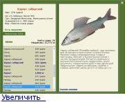 Рыба «Хариус сибирский» фото и описание