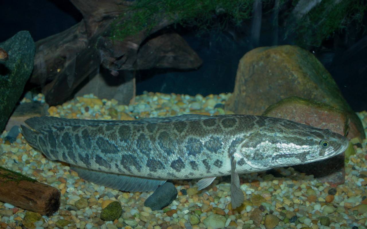 Рыба змееголов — описание, места обитания, ловля, насадки