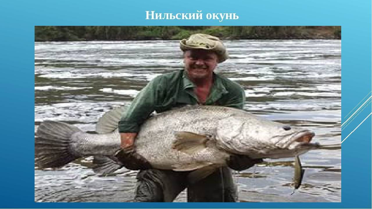 Окунь - основная рыба северных широт евразии (109 фото)