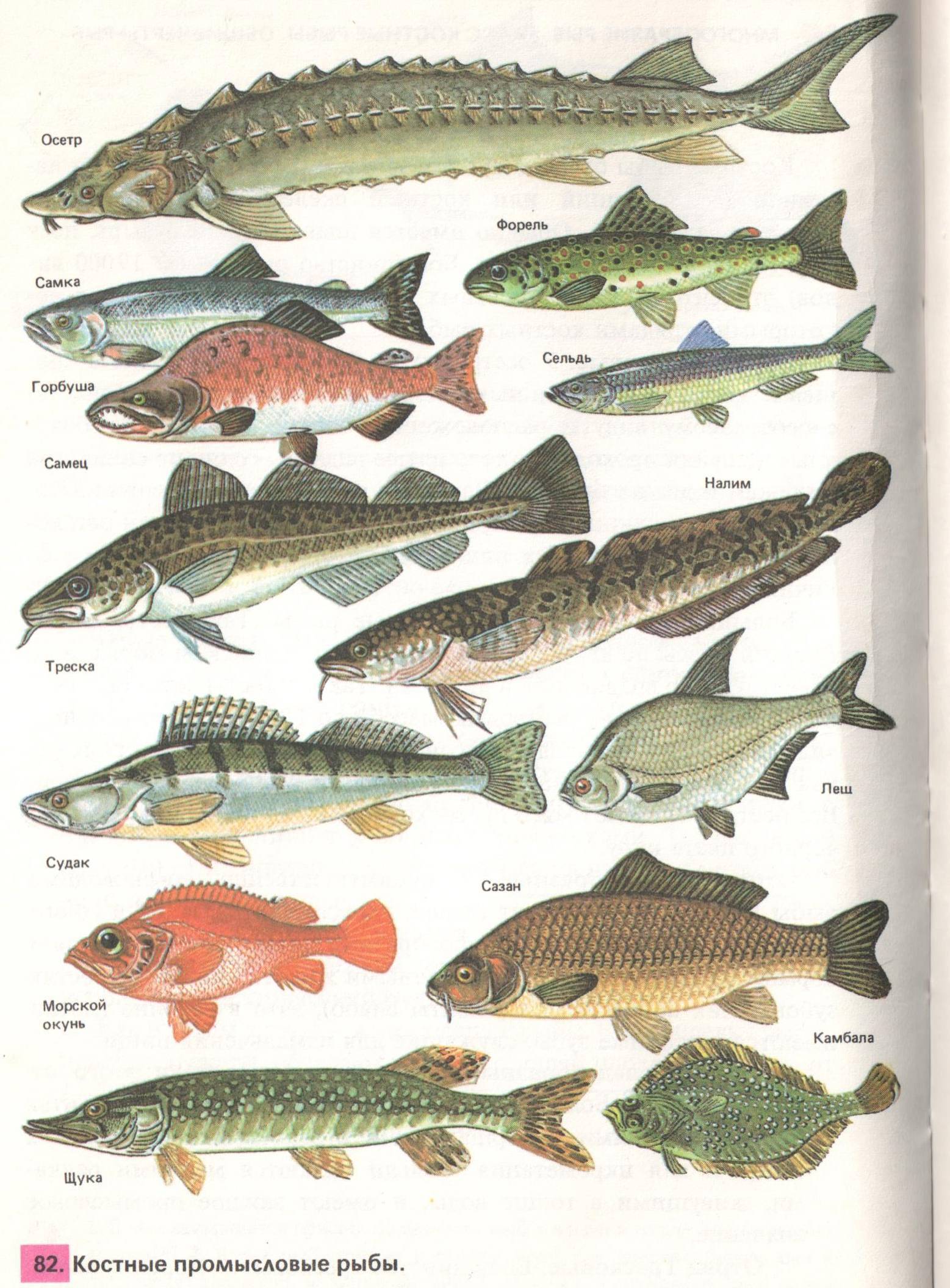 Вьюн: описание рыбы, фото, виды, места обитания, ловля, разведение