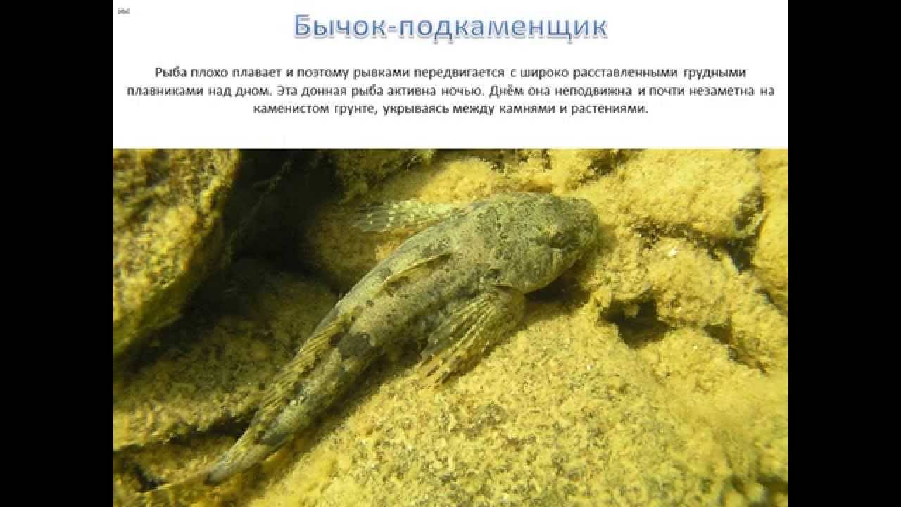 Подкаменщик сибирский | фото, виды рыб, ареал обитания, образ жизни и способ ловли