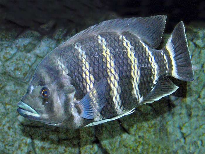 Тиляпия нильская: содержание, совместимость, описание, фото. | аквариумные рыбки