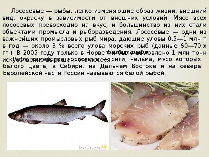 Низкокалорийная рыба список. список нежирных сортов рыбы для диеты и похудения | школа красоты