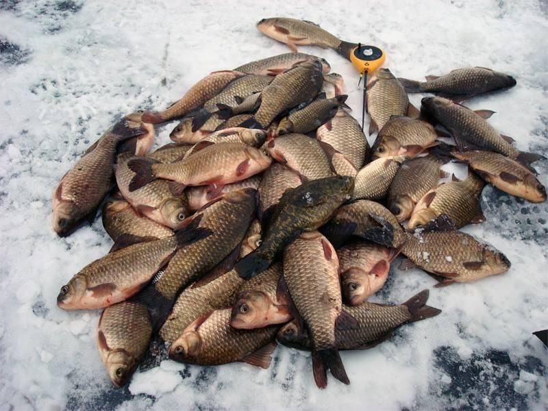 Рыбалка в гродненской области: отзывы