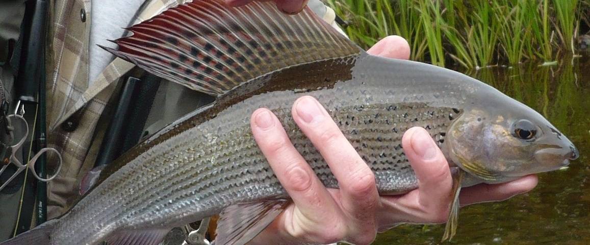 Рыбалка в томской области. отчеты и обсуждения на форуме