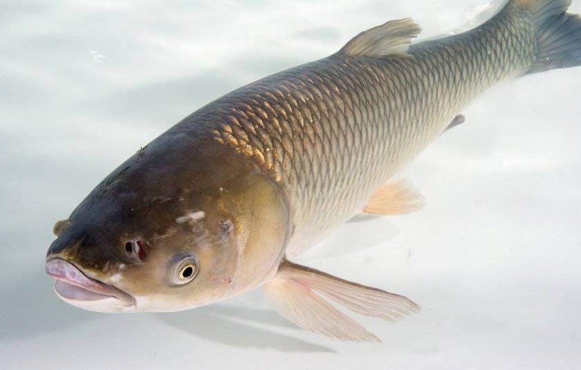 Белый амур рыба: описание и фото, места обитания, особенности и способы лова