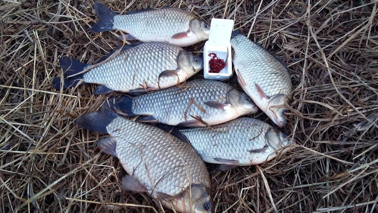 Особенности ловли на фидер весной – тактика, поиск рыбы и снасти