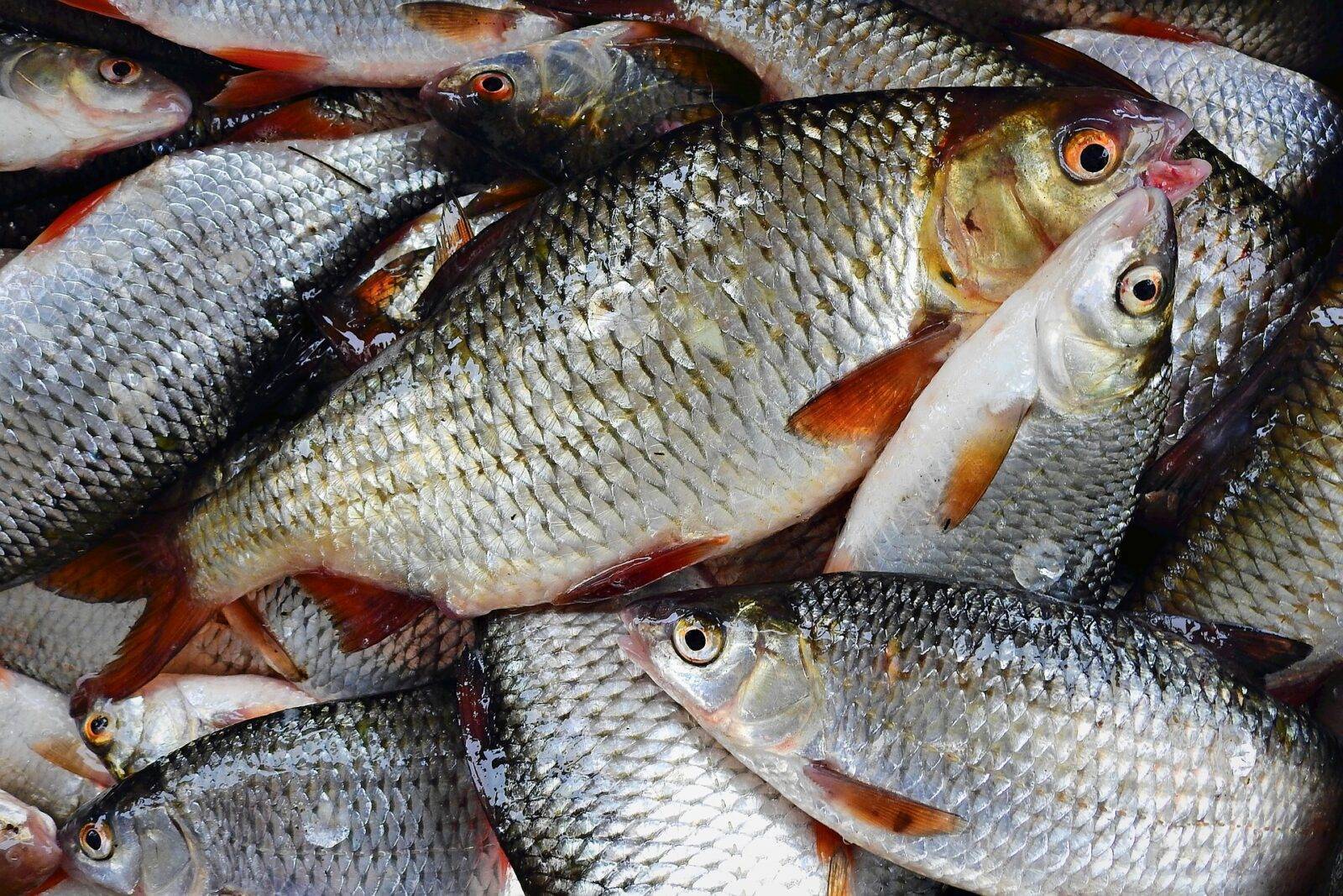 Рыба плотва: разновидности и особенности
