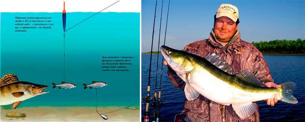 Секреты ловли судака на живца: ловись рыбка большая на маленькую