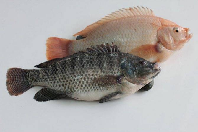 Рыба тилапия: что за рыба, где водится, калорийность, польза