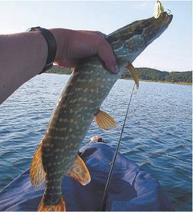 Озеро плещеево: характеристика местности и рыбалки, какая рыба водится в водоеме