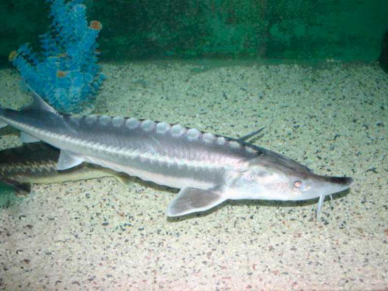 Царская рыба стерлядь – фото и описание