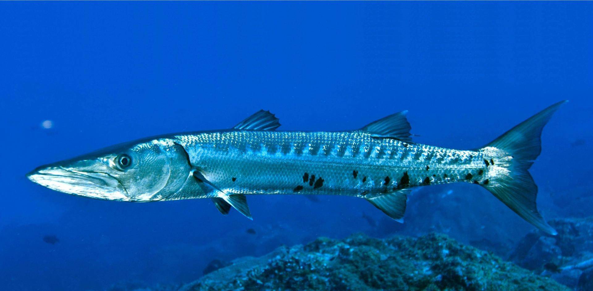 Рыба «Барракуда европейская» фото и описание