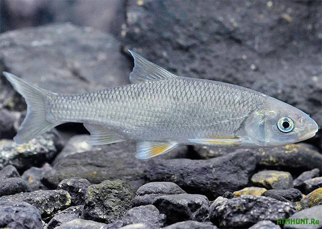 Рыба якутии | фото, виды рыб, ареал обитания, образ жизни и способ ловли