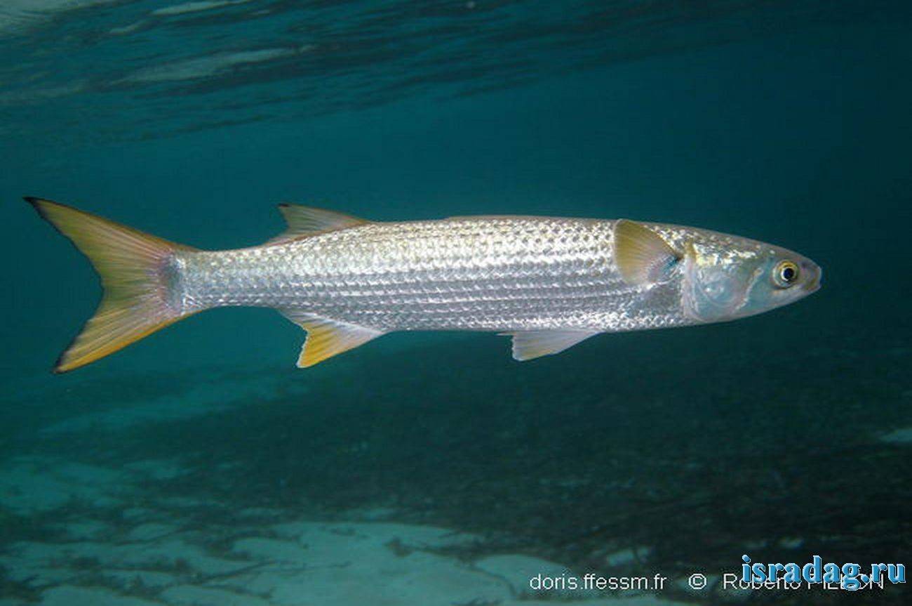 Рыба сиамский водорослеед: содержание, разведение, совместимость