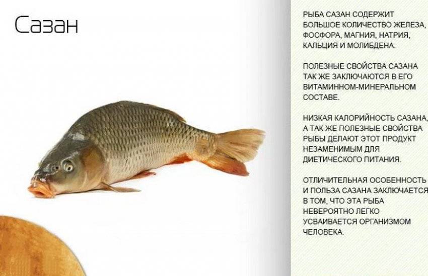 Рыба простипома – редкий деликатес