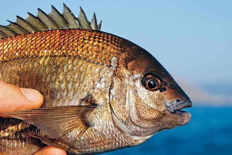 Морской карась (ласкирь): описание рыбы и особенности ловли